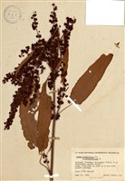 藏品(酸模屬)的圖片